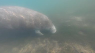 4k video, Florida Crystal River, ABD 'de bulunan Batı Hint denizayısı (Trichechus manatus).