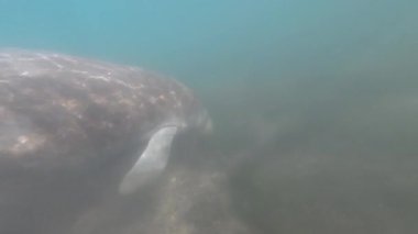 4k video, Florida Crystal River, ABD 'de bulunan Batı Hint denizayısı (Trichechus manatus).