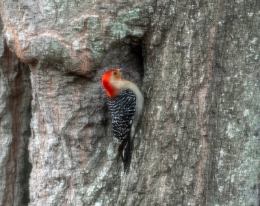 Tampa, Florida, ABD 'de Kızıl Saçlı Ağaçkakan (Melanerpes erythrocephalus)