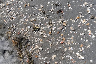 Kırık deniz kabukları ve çakıl taşları bazen köpekbalıklarının dişlerini Venedik, Florida, ABD sahillerinde saklayabilir.