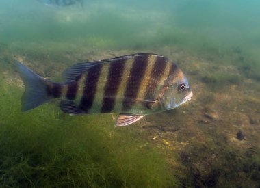 Bir Sheepshead (Archosargus probatocephalus), Crystal River, Florida, ABD
