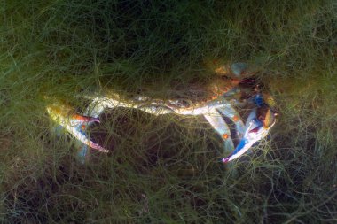 Bir Atlantik Mavi Yengeci (Callinectes sapidus), Crystal River, Florida, ABD
