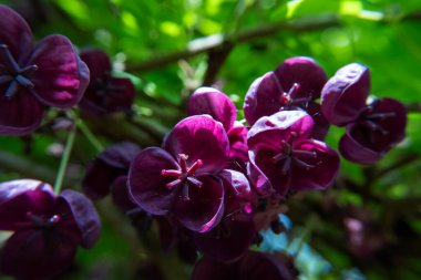 Suffolk, İngiltere 'de bir bahçede çikolatalı şarap (Akebia quinata).