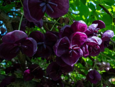 Suffolk, İngiltere 'de bir bahçede çikolatalı şarap (Akebia quinata).