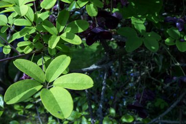 Suffolk, İngiltere 'de bir bahçede çikolatalı şarap (Akebia quinata).