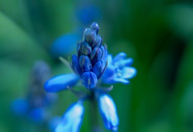 İspanyol çançiçeklerini kapat (Hyacinthoides hispanica)
