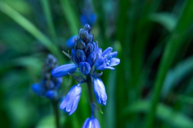 İspanyol çançiçeklerini kapat (Hyacinthoides hispanica)