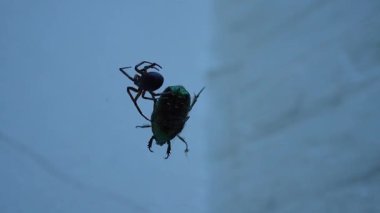 Suffolk, İngiltere 'de bir örümceğin ağıyla büyük bir böcek yakaladığı video.