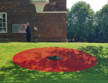 Ipswich, Suffolk, İngiltere 'deki Christchurch Park' ta çimlerin üzerinde büyük bir gelincik.