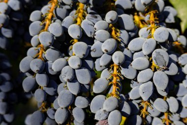 Oregon Üzümleri (Mahonia aquifolium) İngiltere 'nin Suffolk kentindeki bir bahçede.