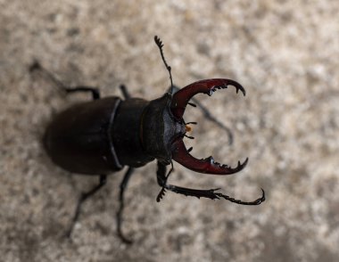 İngiltere 'nin Suffolk kentindeki bir bahçede Geyik Böceği' nin (Lucanus cervus) yakın çekimi.
