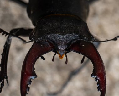 İngiltere 'nin Suffolk kentindeki bir bahçede Geyik Böceği' nin (Lucanus cervus) yakın çekimi.