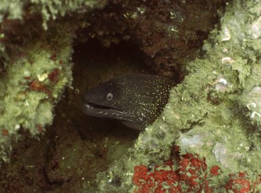 Tarragona, İspanya 'da Akdeniz Moray (Muraena helena)