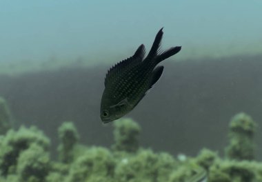 Tarragona, İspanya 'da Akdeniz Chromis (Chromis Chromis)