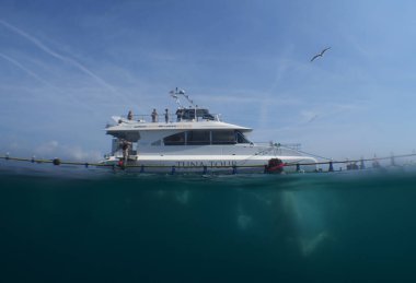 Şnorkeller İspanya 'nın Katalonya kıyısında La Ametlla de Mar açıklarında Atlantik mavi yüzgeçli ton balığı gözlemliyor.