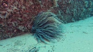 4k video of a Mediterranean Snakelocks Sea Anemone (Anemonia sulcata) in Tarragona, Catalonia, Spain