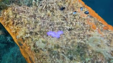 Tarragona, İspanya 'da bir Pembe Solucanın (Prostheceraeus Roseus) 4k videosu