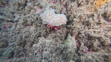 Tarragona, İspanya 'da bir Kırmızı Münzevi Yengecinin (Dardanus calidus) 4k videosu