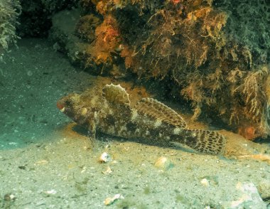Tarragona, İspanya 'da bir Kara Akrep Balığı (Scorpaena porcus)