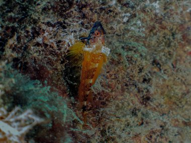 Tarragona, İspanya 'da Siyah Yüzlü Blenny (Tripterygion delaisi)