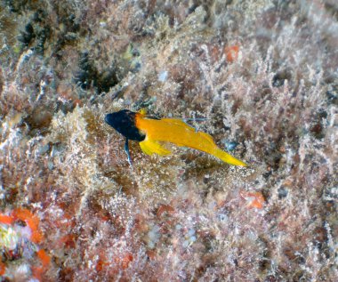 Tarragona, İspanya 'da Siyah Yüzlü Blenny (Tripterygion delaisi)
