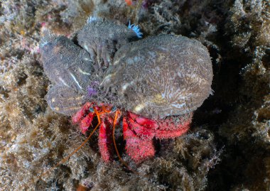 Tarragona, İspanya 'da bir Kırmızı Münzevi Yengeci (Dardanus calidus)