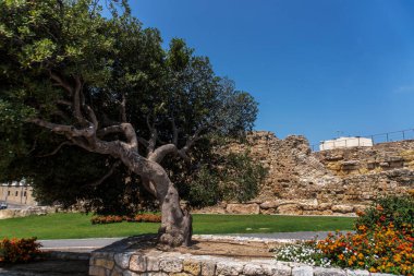 Tarragona, İspanya 'da rüzgarlı bir ağaç
