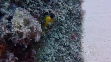 Tarragona, İspanya 'da Siyah Yüzlü Blenny (Tripterygion delaisi) videosu 4k