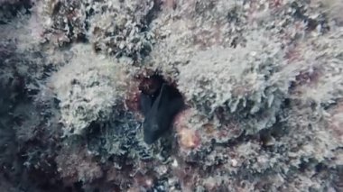 4k video Tarragona, İspanya 'da bir Halka Blenny (Parablennius pilicornis)