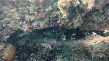 Tarragona, İspanya 'da bir gemi enkazında saklanan Conger Eel (Conger conger conger) in 4k videosu