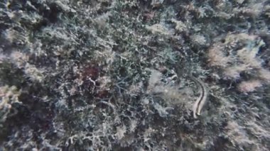 4k video of a Longstriped Blenny (Parablennius rouxi) in Tarragona, Spain