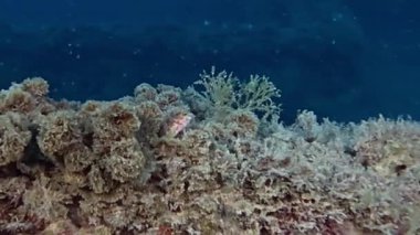 4k video of a Tompot Blenny (Parablennius Gattorugine) in Tarragona, Spain
