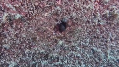 4k video Tarragona, İspanya 'da bir Halka Blenny (Parablennius pilicornis)