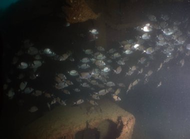 Tarragona, İspanya 'da Double Bded Bream (Diplodus vulgaris)