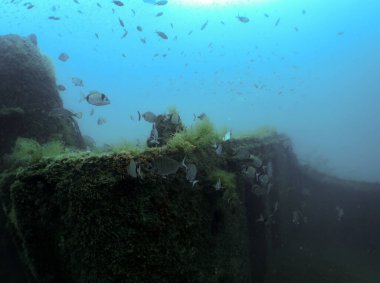 Tarragona, İspanya 'da Double Bded Bream (Diplodus vulgaris)