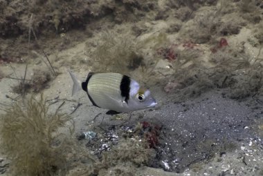 Tarragona, İspanya 'da Double Bded Bream (Diplodus vulgaris)
