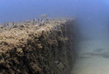 Tarragona, İspanya 'da Double Bded Bream (Diplodus vulgaris)