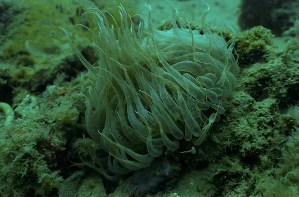 Tarragona, Katalonya, İspanya 'da bir Akdeniz Yılanı Anemone (Anemonia sulcata)