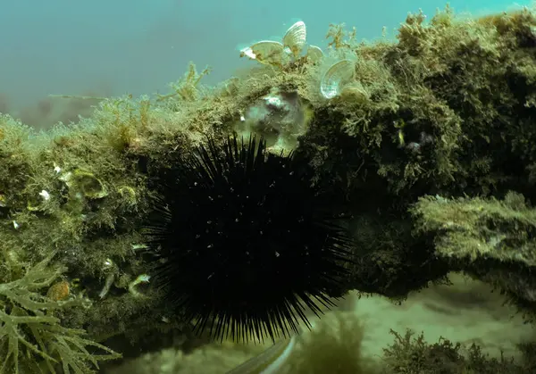 İspanya 'nın Tarragona şehrinde bir Mor Deniz kestanesi (Paracentrotus lividus)