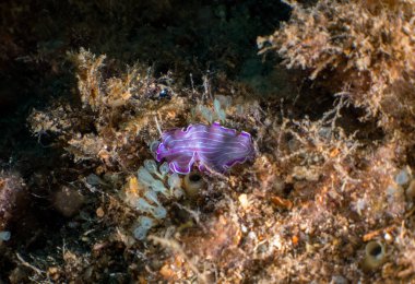 Tarragona, İspanya 'da bir Pembe Yassı Kurt (Prostheceraeus Roseus)
