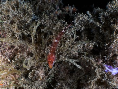 Tarragona, İspanya 'da Siyah Yüzlü Blenny (Tripterygion delaisi)