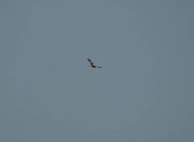 Suffolk, İngiltere 'de Minsmere üzerinde yükselen bir Bataklık Havacısı (Circus aeruginosus)