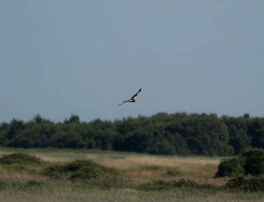 Suffolk, İngiltere 'de Minsmere üzerinde yükselen bir Bataklık Havacısı (Circus aeruginosus)