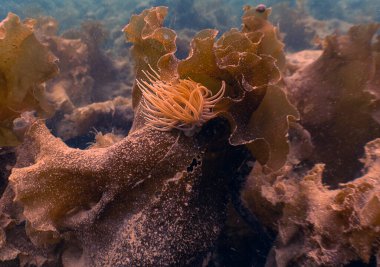 Mull Adası, Argyll ve Bute, İskoçya 'da bir Snakelocks Anemone (Anemonia viridis)
