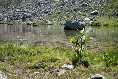 İtalya 'nın Piedmont kentindeki Cottian Alplerinde yuva yapmış küçük alp gölü..