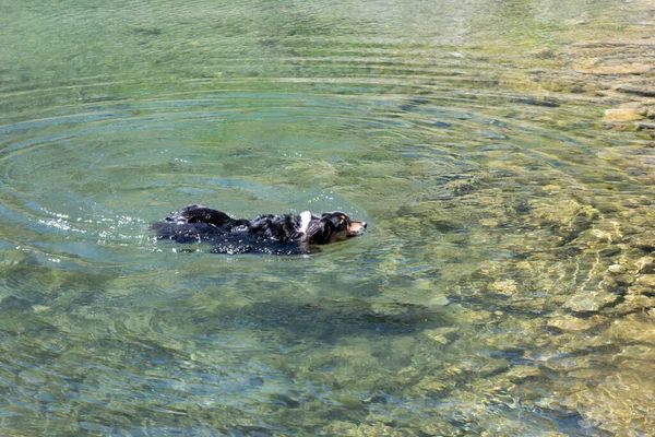 Shepherd Dog Swims Small Lake — Stock Photo, Image