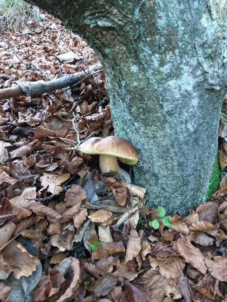 Великолепный Экземпляр Гриба Порчино Научное Название Boletus Edulis Высоко Ценится — стоковое фото