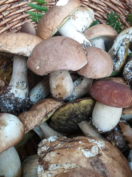 버섯의 수확입니다 과학계에서 사용하는 이름인 투스에두리스는 의질을 평가받고 있었다 — 스톡 사진
