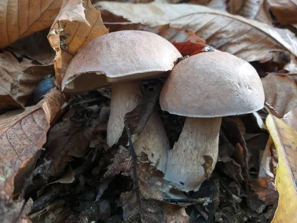 非常棒的 Porcino 蘑菇标本科学名称Boletus Edulis 因其肉类的质量而备受追捧和赞赏 — 图库照片