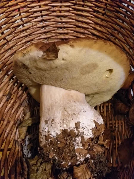 Porcino 버섯의 과학계에서 사용하는 이름인 투스에두리스는 의질을 평가받고 있었다 — 스톡 사진